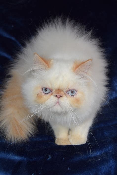 For many years, Siamese Rescue of VA, TX, KS, CO and CA worked to place unwanted Siamese cats from owners and shelters into new homes, carefully matching personalities to the home. . Himalayan kittens southern california